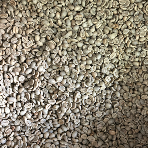 Caffè verde origine India